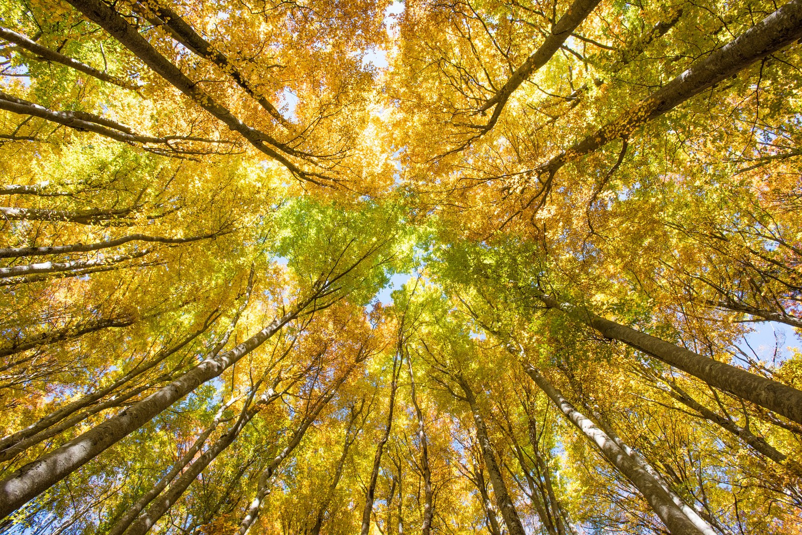 Strauch- und Astwerksammlungen