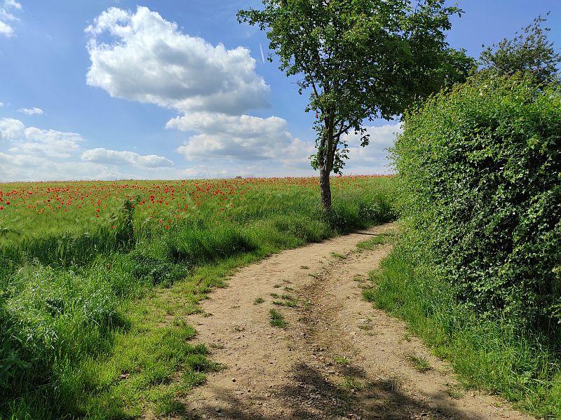 Frhsommerfeld-beim-Gut-Bolthausen